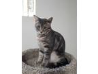 Adopt Wulfi a Gray or Blue Domestic Shorthair / Domestic Shorthair / Mixed cat