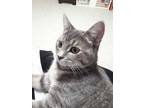 Adopt Amadea a Gray or Blue Domestic Shorthair / Domestic Shorthair / Mixed cat