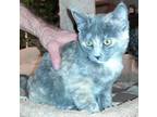 Adopt Foggy a Gray or Blue Domestic Shorthair / Domestic Shorthair / Mixed cat