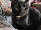 Adopt Marvel a All Black Domestic Shorthair / Domestic Shorthair / Mixed cat in