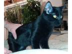 Adopt Scootch a All Black Domestic Shorthair / Domestic Shorthair / Mixed cat in