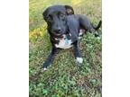 Adopt Hugo a Black - with White Basset Hound dog in Tampa, FL (36575357)