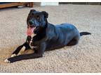 Adopt Sierra a Black - with White Border Collie / Labrador Retriever / Mixed dog