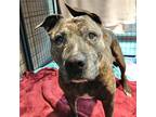 Adopt BOO a Brown/Chocolate Mastiff / Mixed dog in Tucson, AZ (36574561)