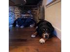 Tilly Bernese Mountain Dog Adult Female