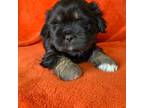Lhasa Apso Puppy for sale in Lake Elsinore, CA, USA