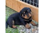 Rottweiler Puppy for sale in Brookhaven, MS, USA
