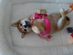 Shiba Inu Puppy for sale in Greenfield, WI, USA
