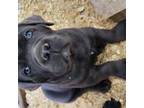 Cane Corso Puppy for sale in Grandville, MI, USA