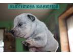 Australian Stumpy Tail Cattle Dog Puppy for sale in Unknown, , USA