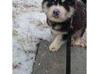 Siberian Husky Puppy for sale in Westminster, CO, USA
