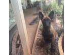 Belgian Malinois Puppy for sale in Pilot Hill, CA, USA