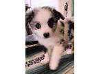 Australian Shepherd Puppy for sale in Moriarty, NM, USA