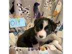 Border Collie Puppy for sale in Moravia, NY, USA