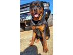 Rottweiler Puppy for sale in Hartsel, CO, USA