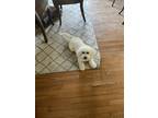Bichon Frise Puppy for sale in Stafford, VA, USA