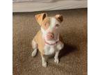 Adopt DayZ -Courtesy Post a American Staffordshire Terrier, Labrador Retriever