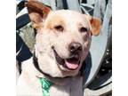 Adopt Mac KL a White - with Tan, Yellow or Fawn Australian Cattle Dog / Mixed