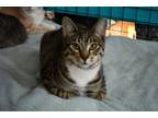 Adopt Chex a Tabby