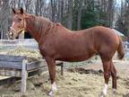Adopt Bliss a Chestnut/Sorrel Standardbred / Mixed horse in Salisbury