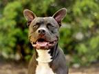 Adopt LINUS a Pit Bull Terrier