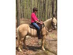 Lease: Awesome Trail Horse