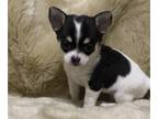 Chihuahua PUPPY FOR SALE ADN-501939 - Chihuahua Merle