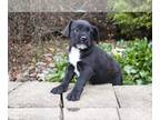 Labradoodle-Puggle Mix PUPPY FOR SALE ADN-501703 - Adorable Labrador Mix Puppies