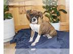 Boxer PUPPY FOR SALE ADN-501775 - Adorable AKC Boxer Puppies Available Now
