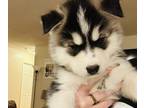 Siberian Husky PUPPY FOR SALE ADN-502432 - 7 Week Old Pup