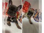 French Bulldog PUPPY FOR SALE ADN-504555 - Boy and girl available
