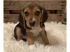 Beagle PUPPY FOR SALE ADN-505172 - Beagle Puppy F1