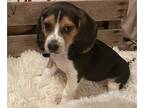 Beagle PUPPY FOR SALE ADN-505184 - Beagle Puppy M1