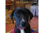 Natasha Great Dane Puppy Female
