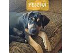 Yelena Great Dane Puppy Female