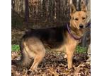 Adopt Wolfy a Brown/Chocolate - with Black German Shepherd Dog / Mixed dog in