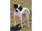 Adopt Zolivia a Black - with White Pointer / Mixed dog in Clarkesville