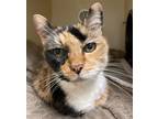 Adopt Cruella a Domestic Shorthair / Mixed cat in Concord, NH (36590076)