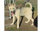 Adopt Benny a White Husky / Mixed dog in Elizabeth City, NC (36589397)