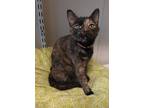 Adopt Gem a Domestic Shorthair / Mixed (short coat) cat in Fremont