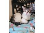 Adopt Mickey a Domestic Mediumhair / Mixed (short coat) cat in Fremont