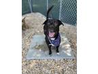 Adopt Minnie a Black Labrador Retriever / Mixed dog in Queenstown, MD (34555650)