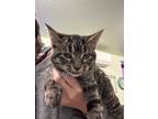 Adopt Izzy a Domestic Shorthair / Mixed (short coat) cat in Grove, OK (36588480)