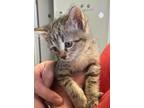 Adopt Buttons a Domestic Shorthair / Mixed (short coat) cat in Grove