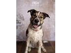 Adopt Freda a Red/Golden/Orange/Chestnut - with White Blue Heeler dog in