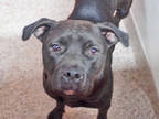 Adopt PINKY a Black - with White American Pit Bull Terrier / Boxer / Mixed dog