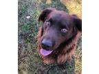 Adopt Hans a Brown/Chocolate Labrador Retriever / Mixed Breed (Large) / Mixed