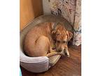 Sherman $475 Black Mouth Cur Puppy Male