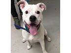 Blizzard American Pit Bull Terrier Young Male
