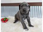 Great Dane Puppy for sale in Shipshewana, IN, USA